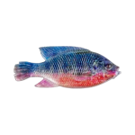 CULLEM PRO Natural Kurper 4