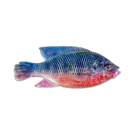 CULLEM PRO Natural Kurper 4